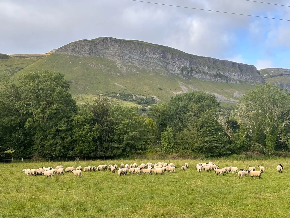 30 Suffolk x Hoggetts-Ballymote Tuesday evening! - Image 1