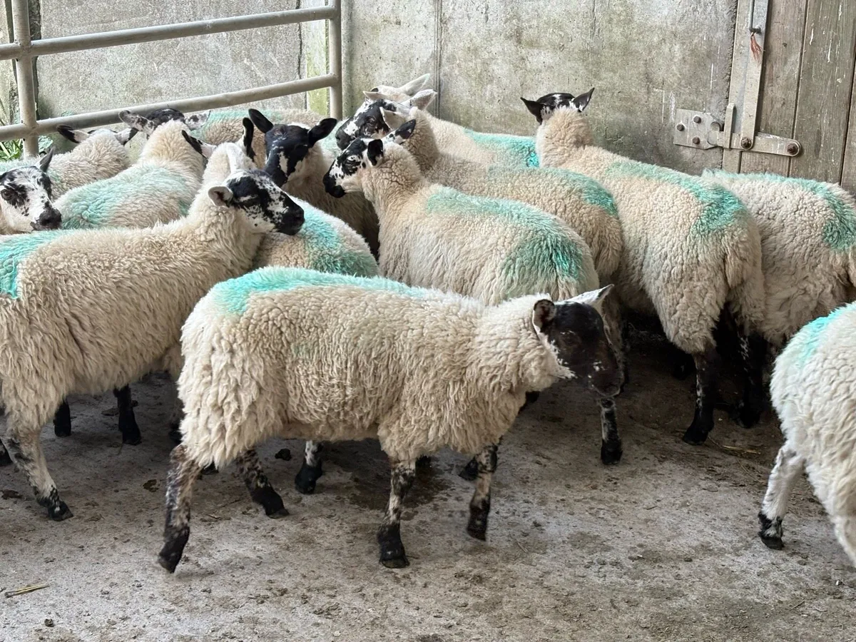 Store ewe lambs for sale - Image 2