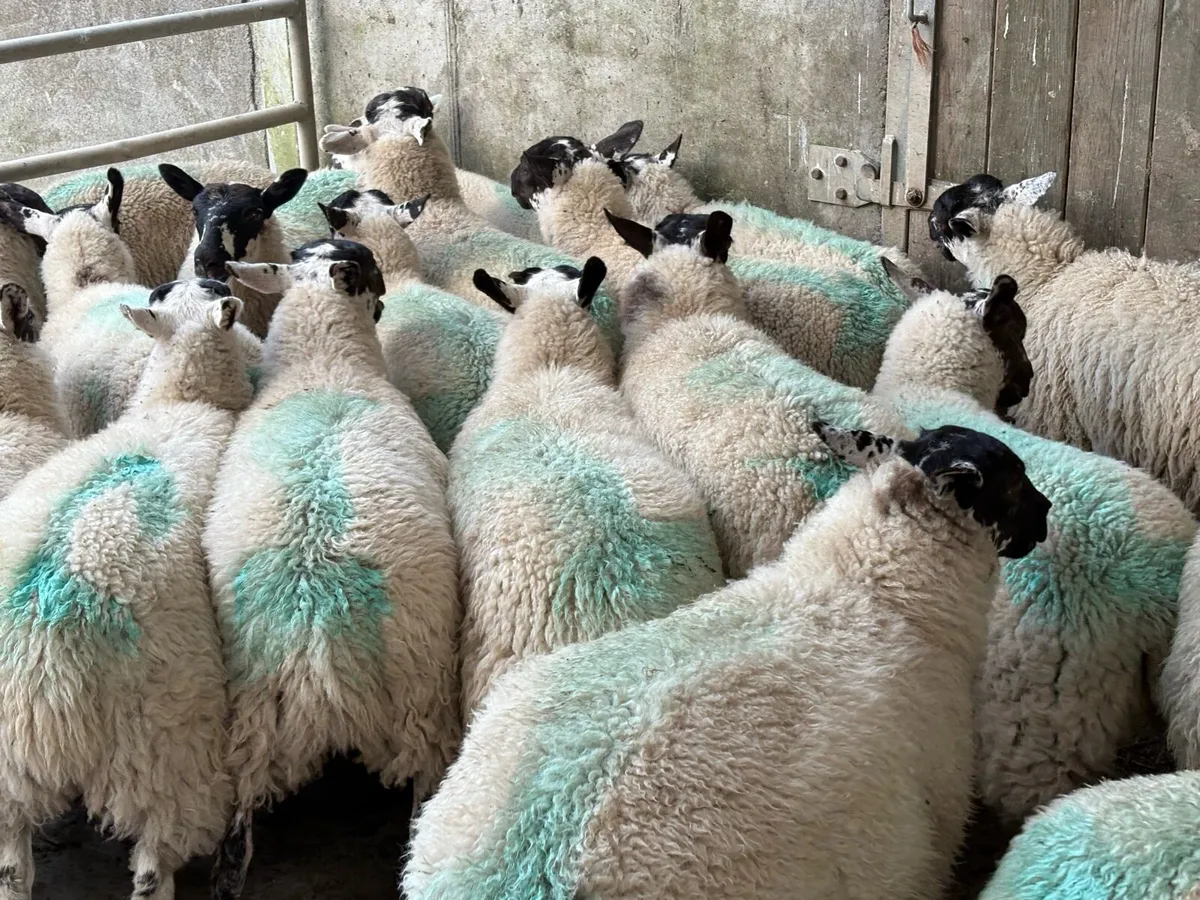 Store ewe lambs for sale - Image 3