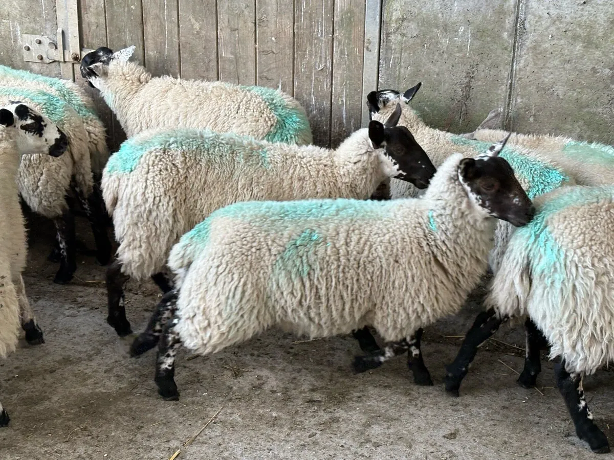 Store ewe lambs for sale - Image 4