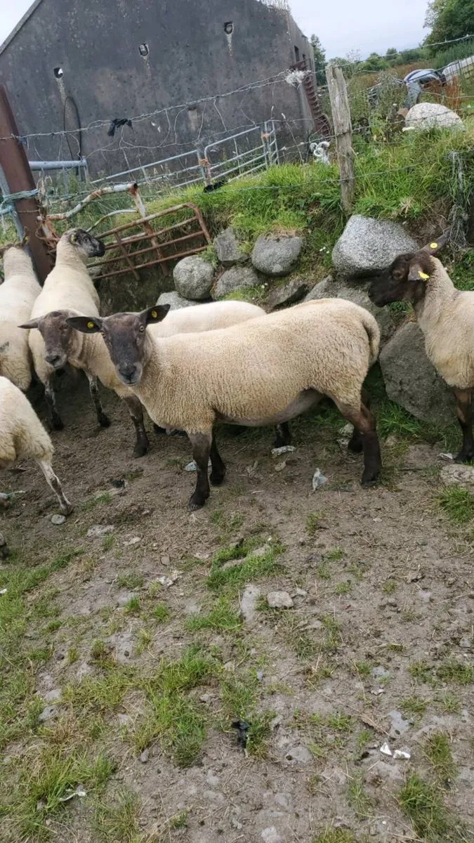 Breeding ewes - Image 1