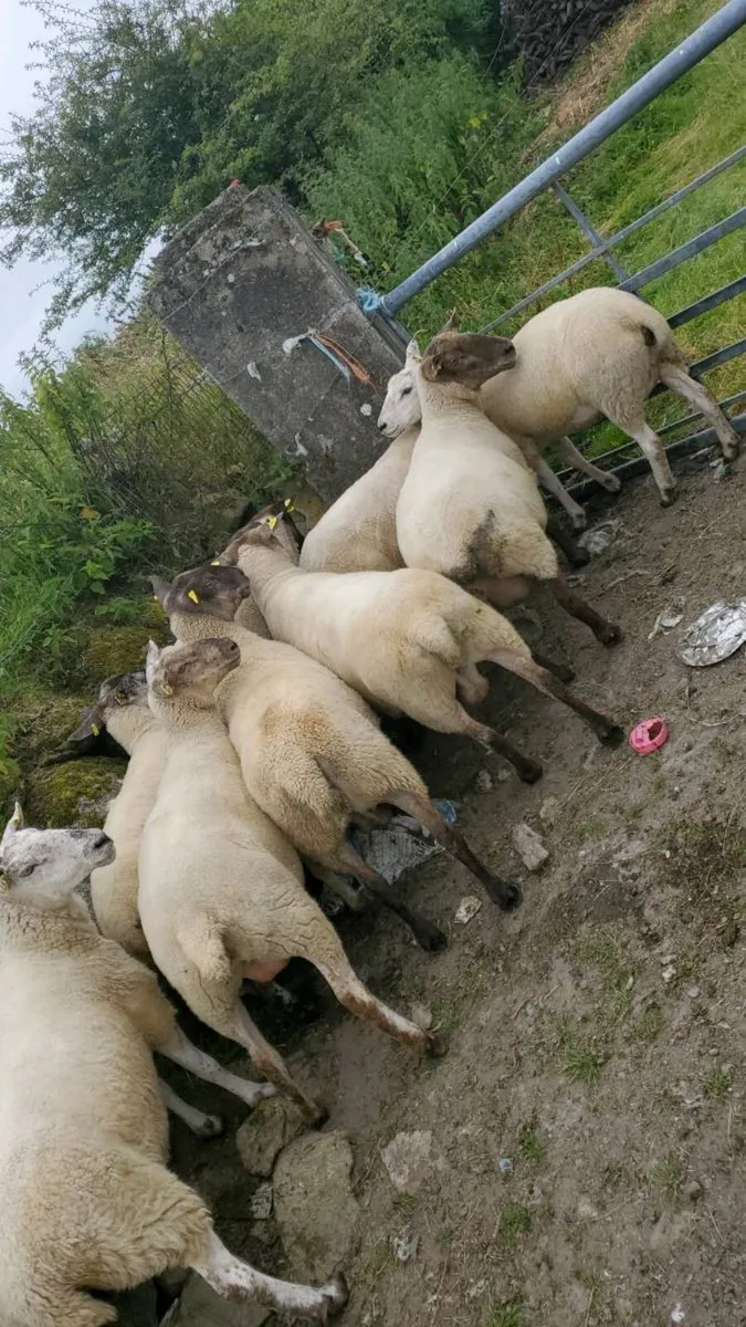 Breeding ewes - Image 2
