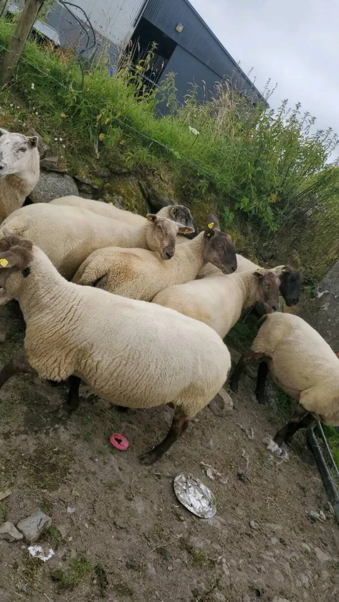 Breeding ewes - Image 3