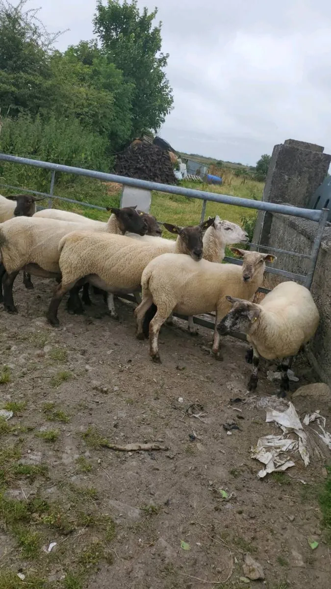 Breeding ewes - Image 4