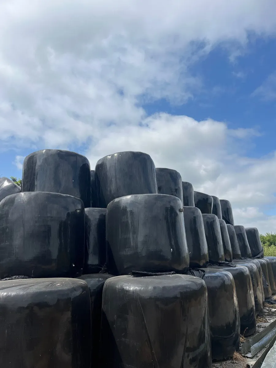 Round Silage Bales - Image 1