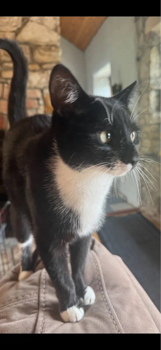 1 year old male Cat - Image 1