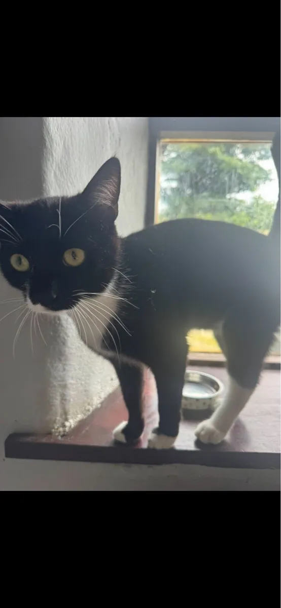 1 year old male Cat - Image 2