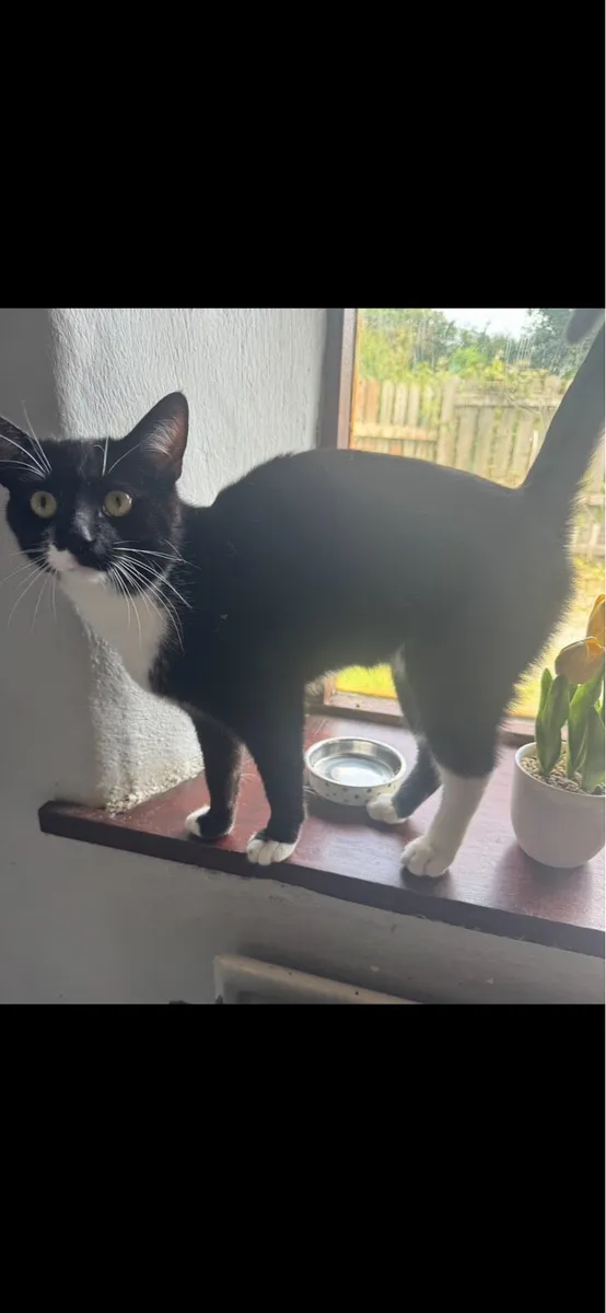 1 year old male Cat - Image 3