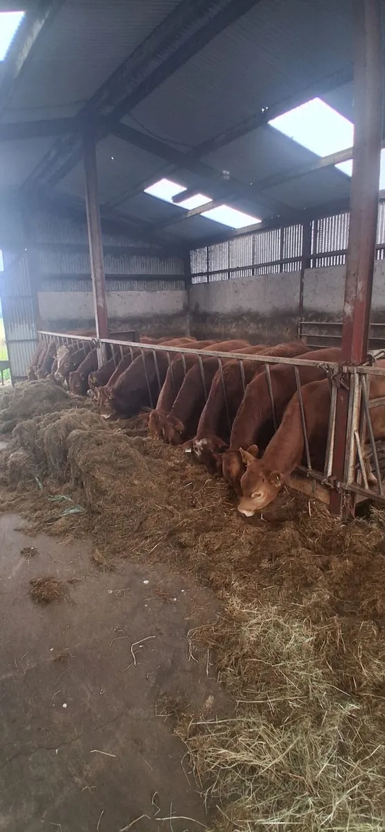 15 Limousine Bulls - Image 2