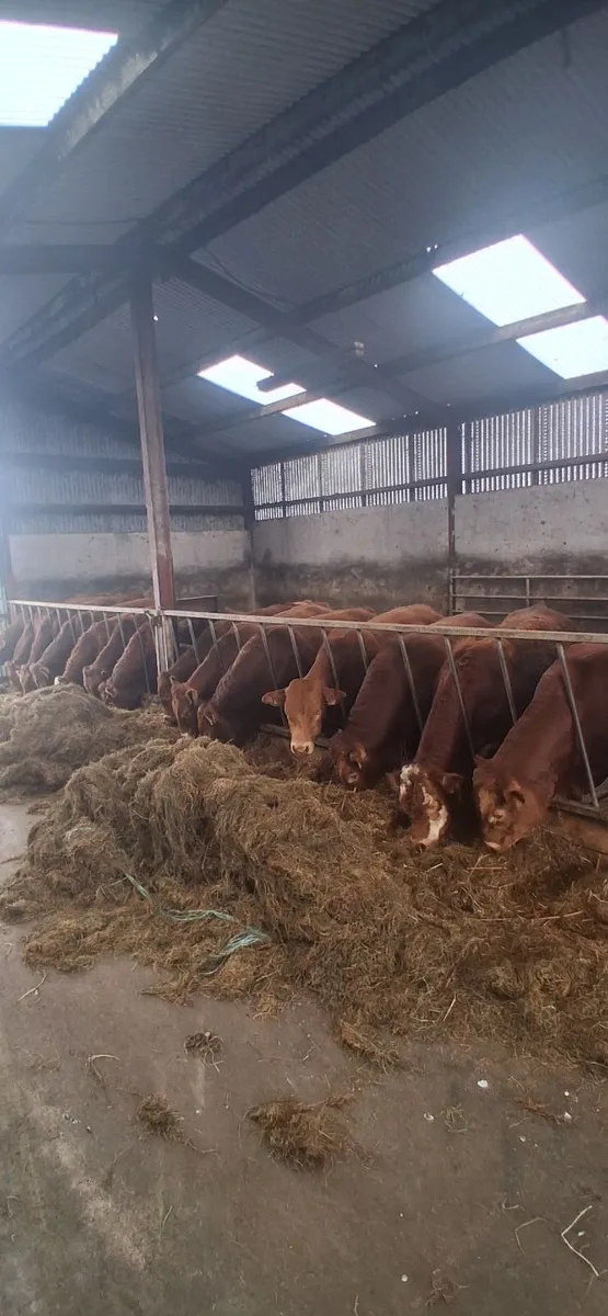 15 Limousine Bulls - Image 3