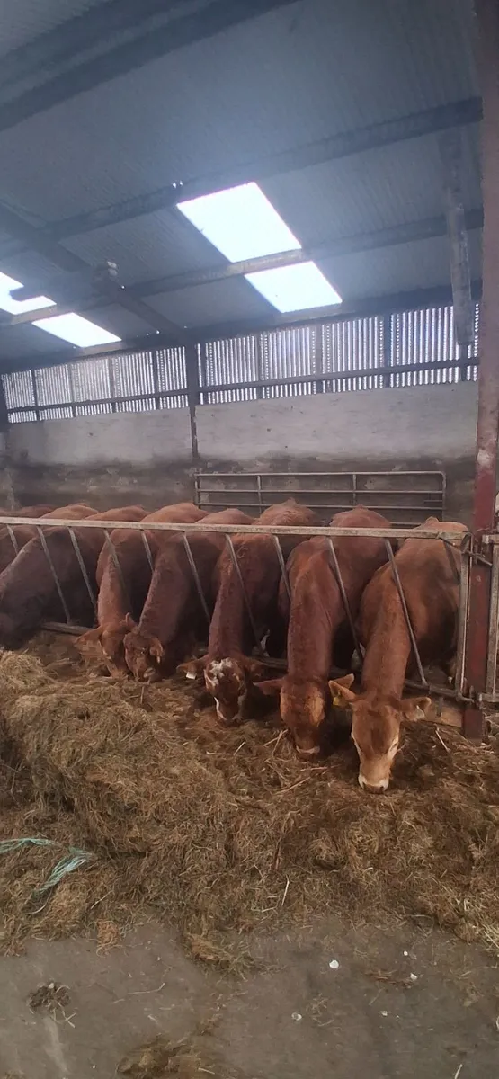 15 Limousine Bulls - Image 4