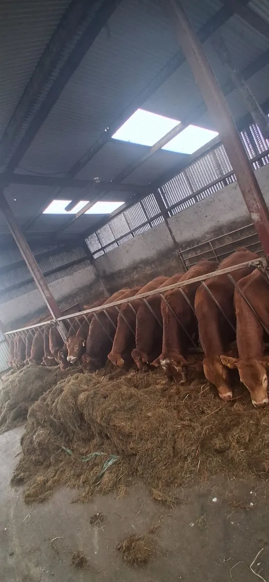 15 Limousine Bulls - Image 1