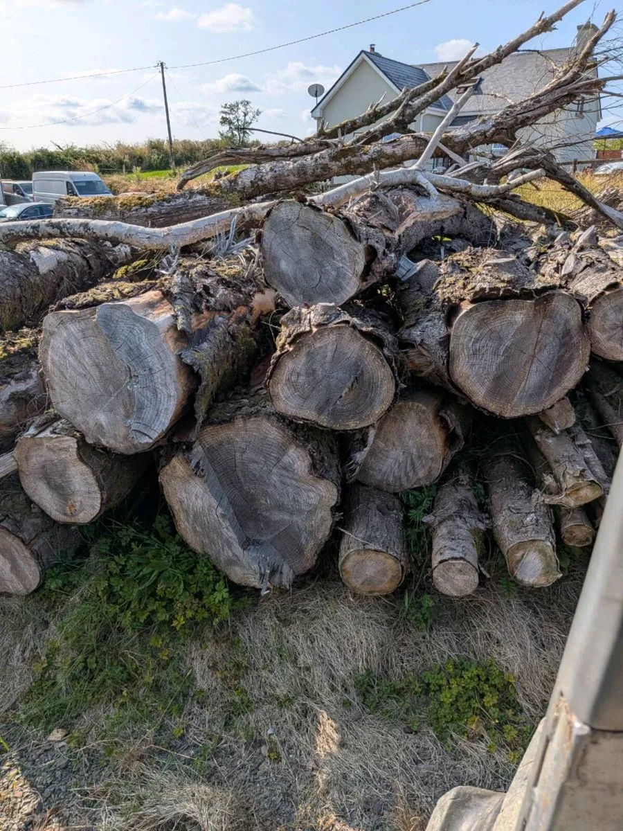 Timber - Image 2