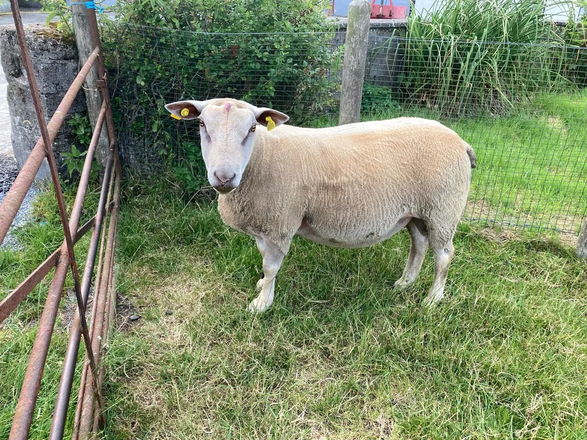 Sheep - Image 1