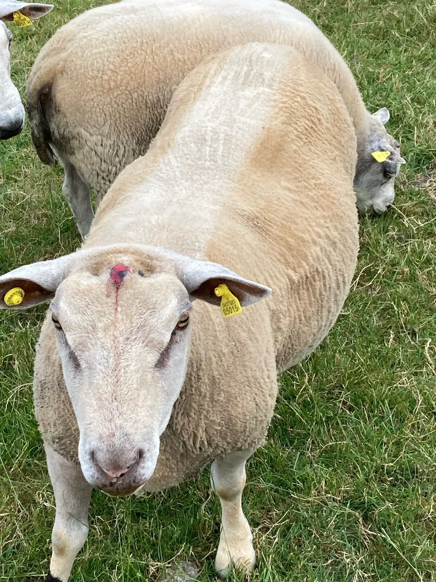 Sheep - Image 2