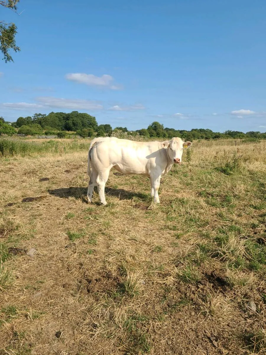 PB heifer - Image 2