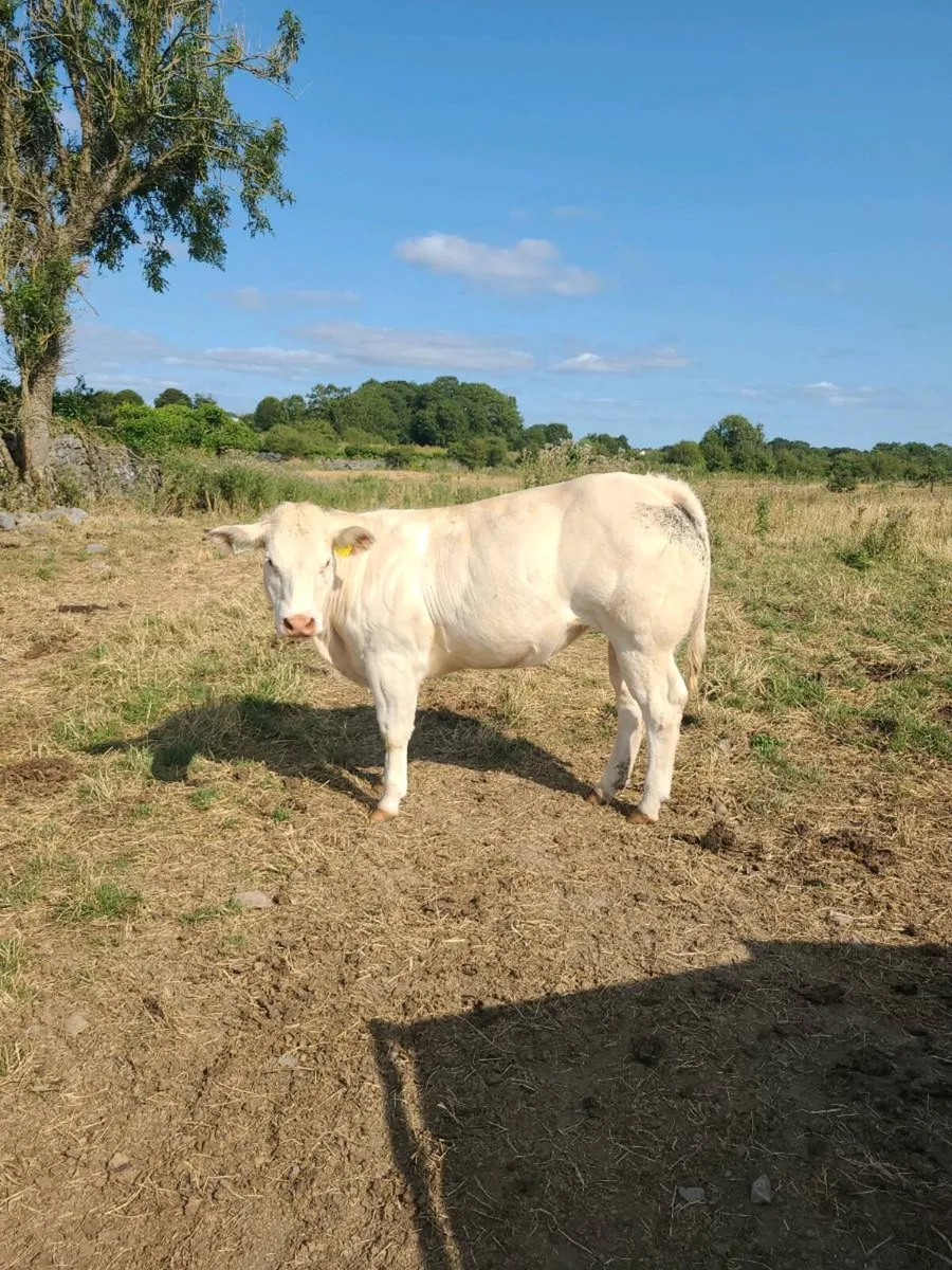 PB heifer - Image 1