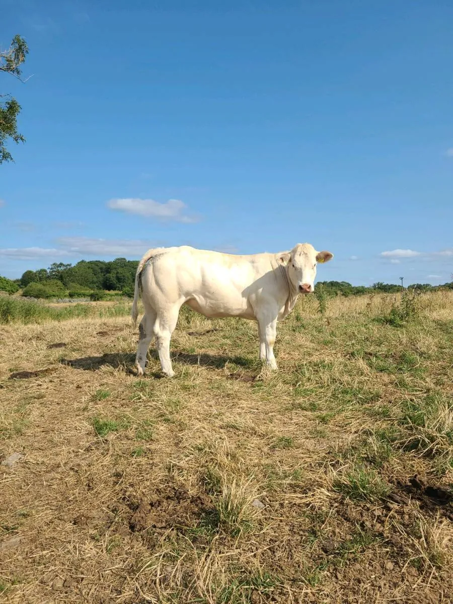 PB heifer - Image 3