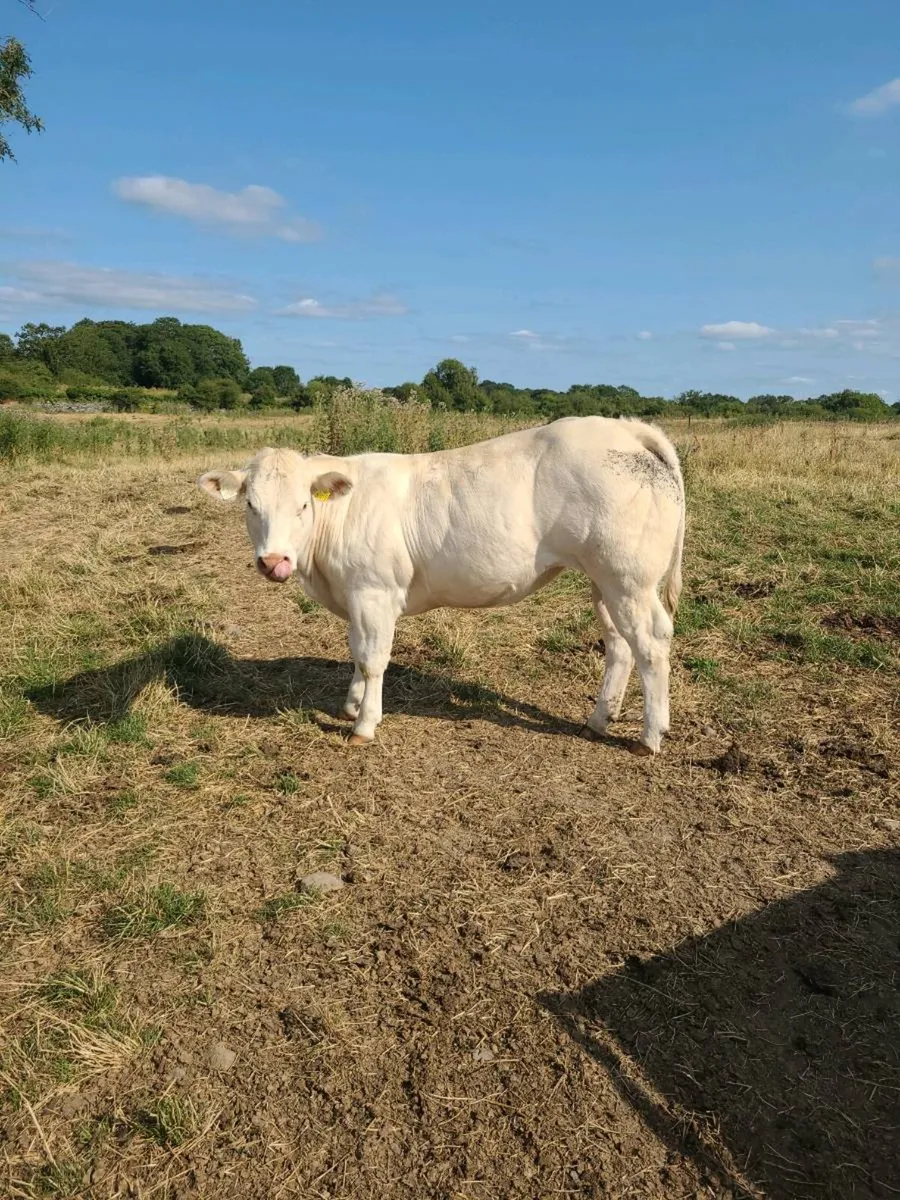 PB heifer - Image 4