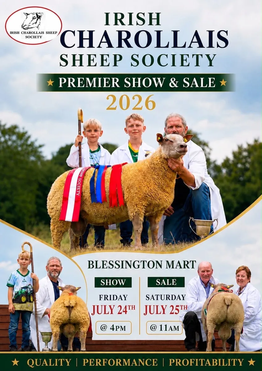 Charollais Premier Ram and Ewe Sale - Image 1