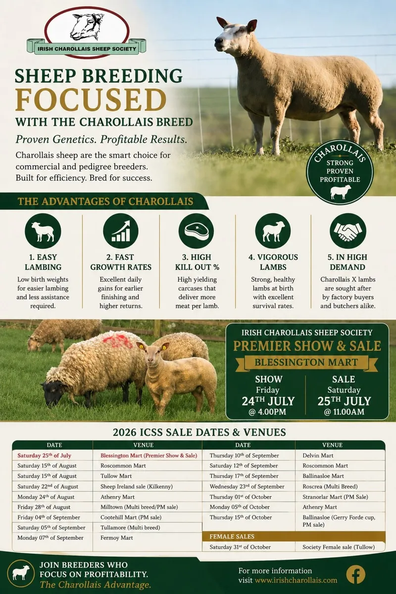 Charollais Premier Ram and Ewe Sale - Image 2