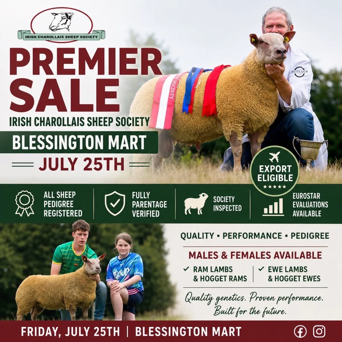 Charollais Premier Ram and Ewe Sale - Image 3