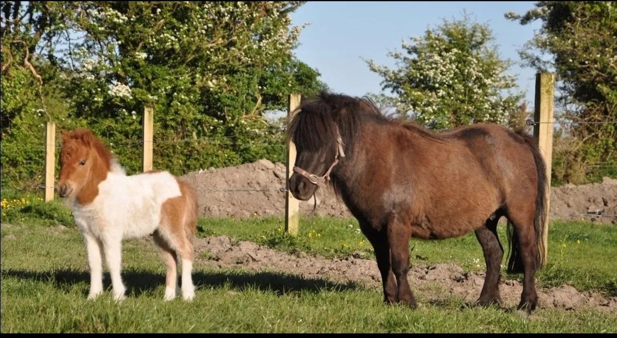 Mini mare - Image 3