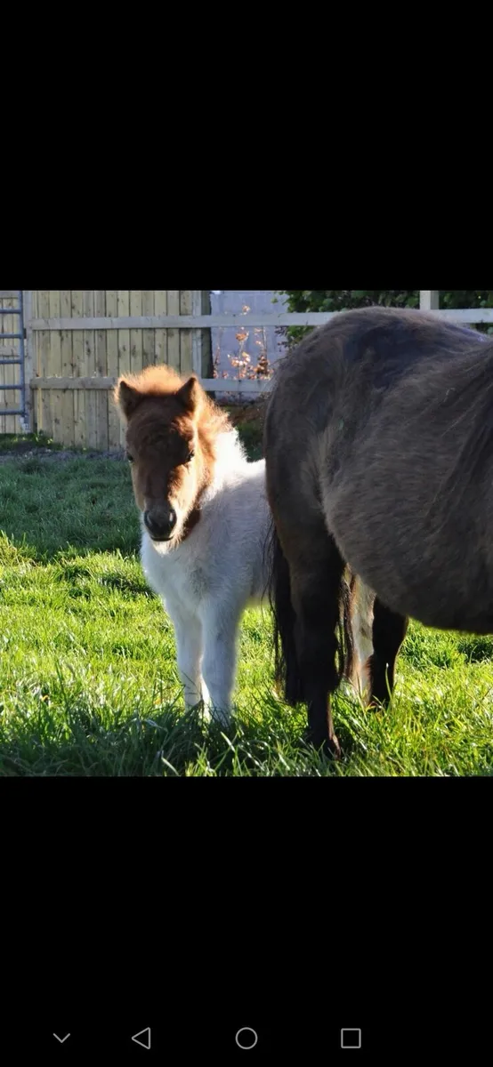 Mini mare - Image 4