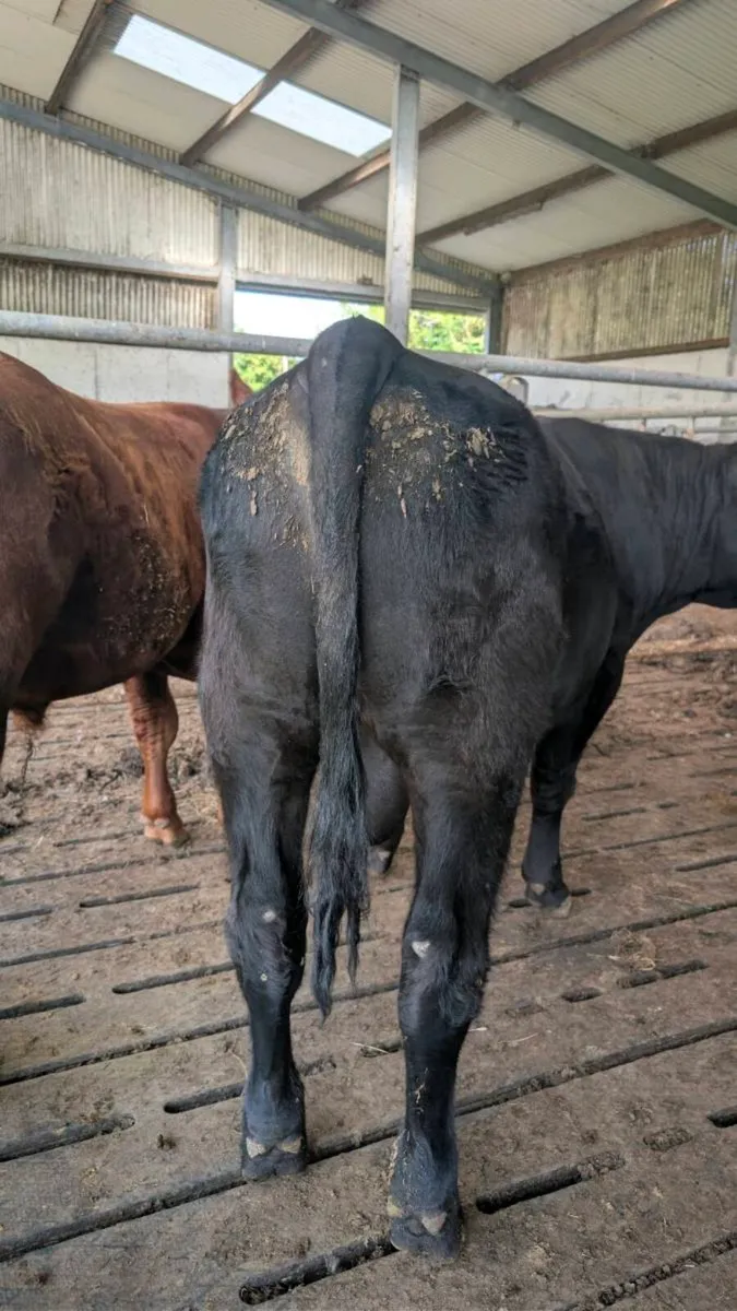 Aberdeen Angus Bulls - Image 2