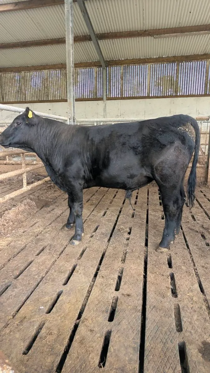Aberdeen Angus Bulls - Image 1