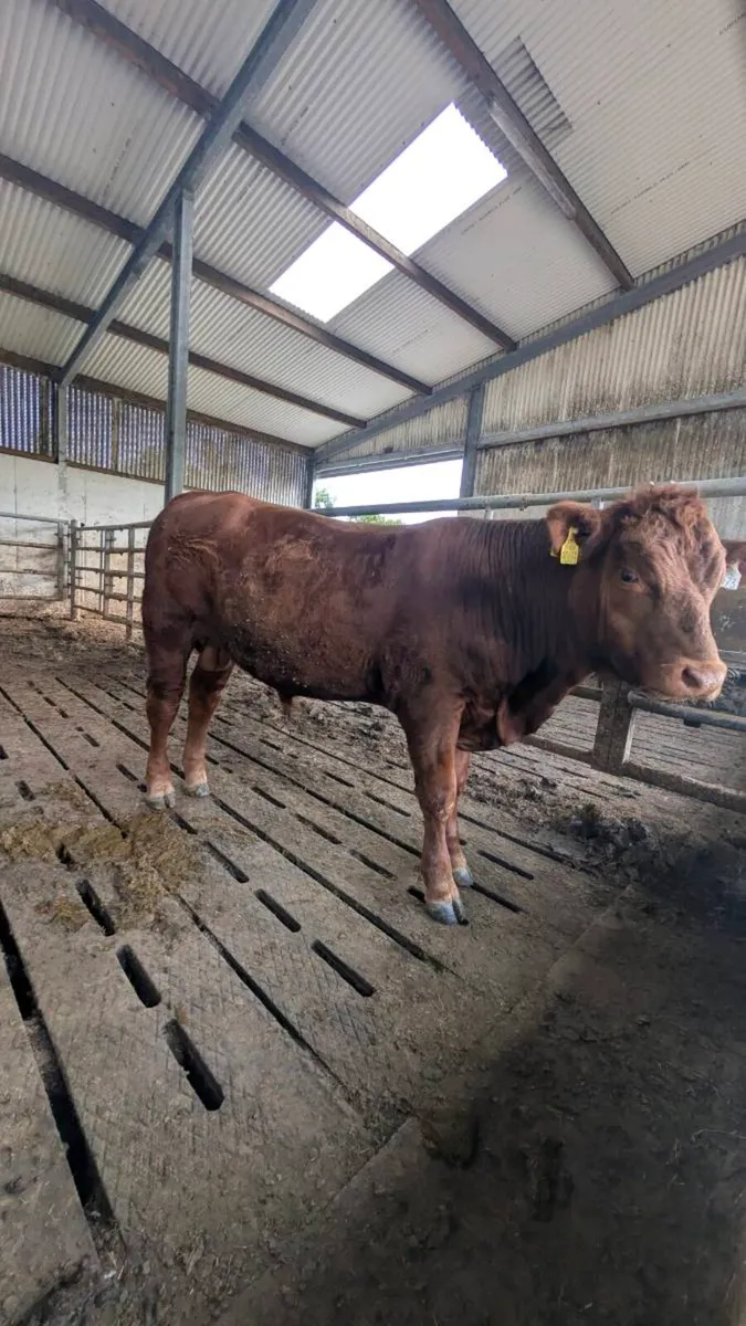 Aberdeen Angus Bulls - Image 4