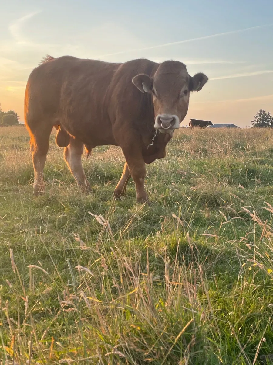 PB limousin bull - Image 1