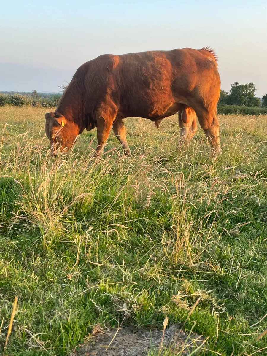 PB limousin bull - Image 2