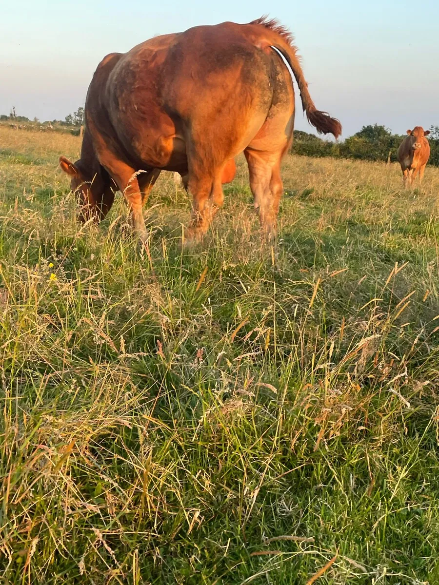 PB limousin bull - Image 3