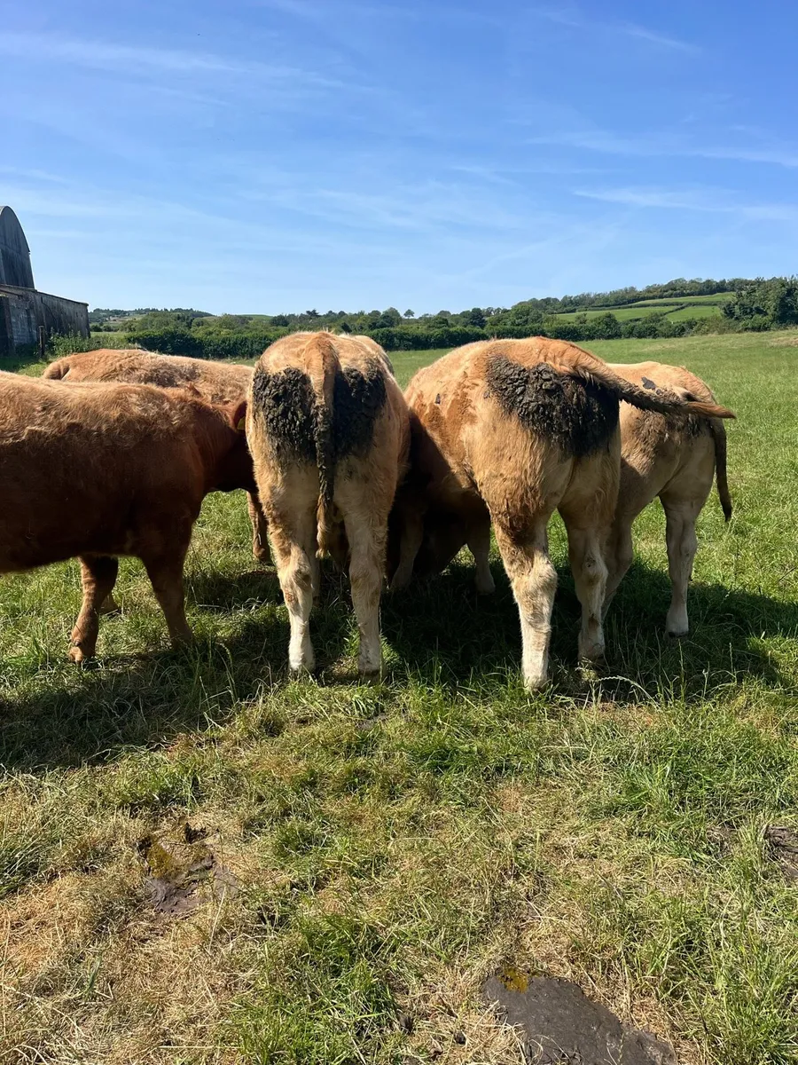 Weanling heifers - Image 3
