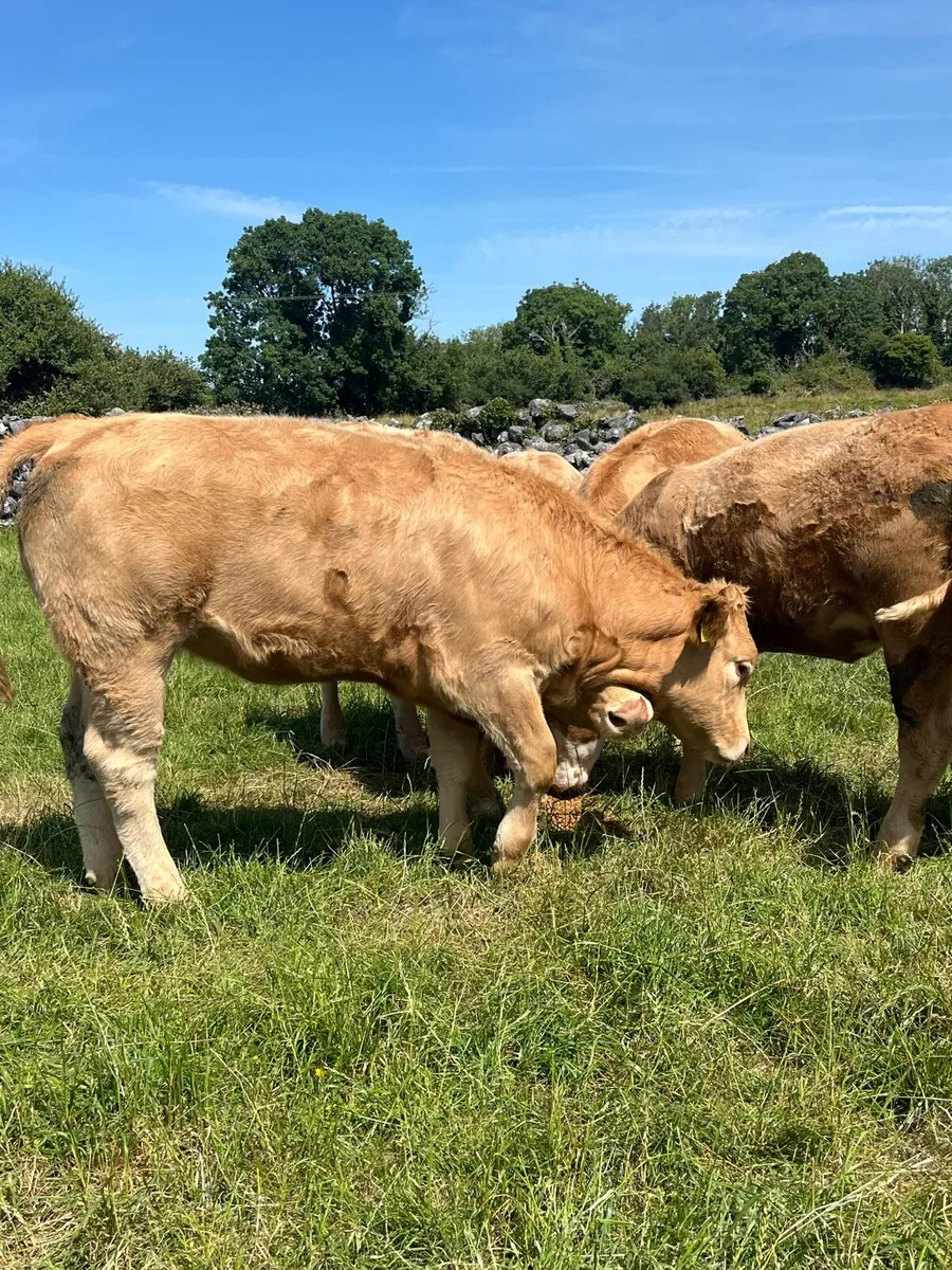 Weanling heifers - Image 4
