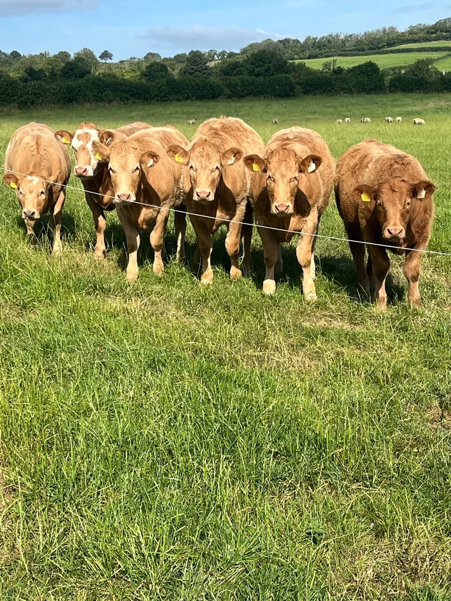 Weanling heifers - Image 2