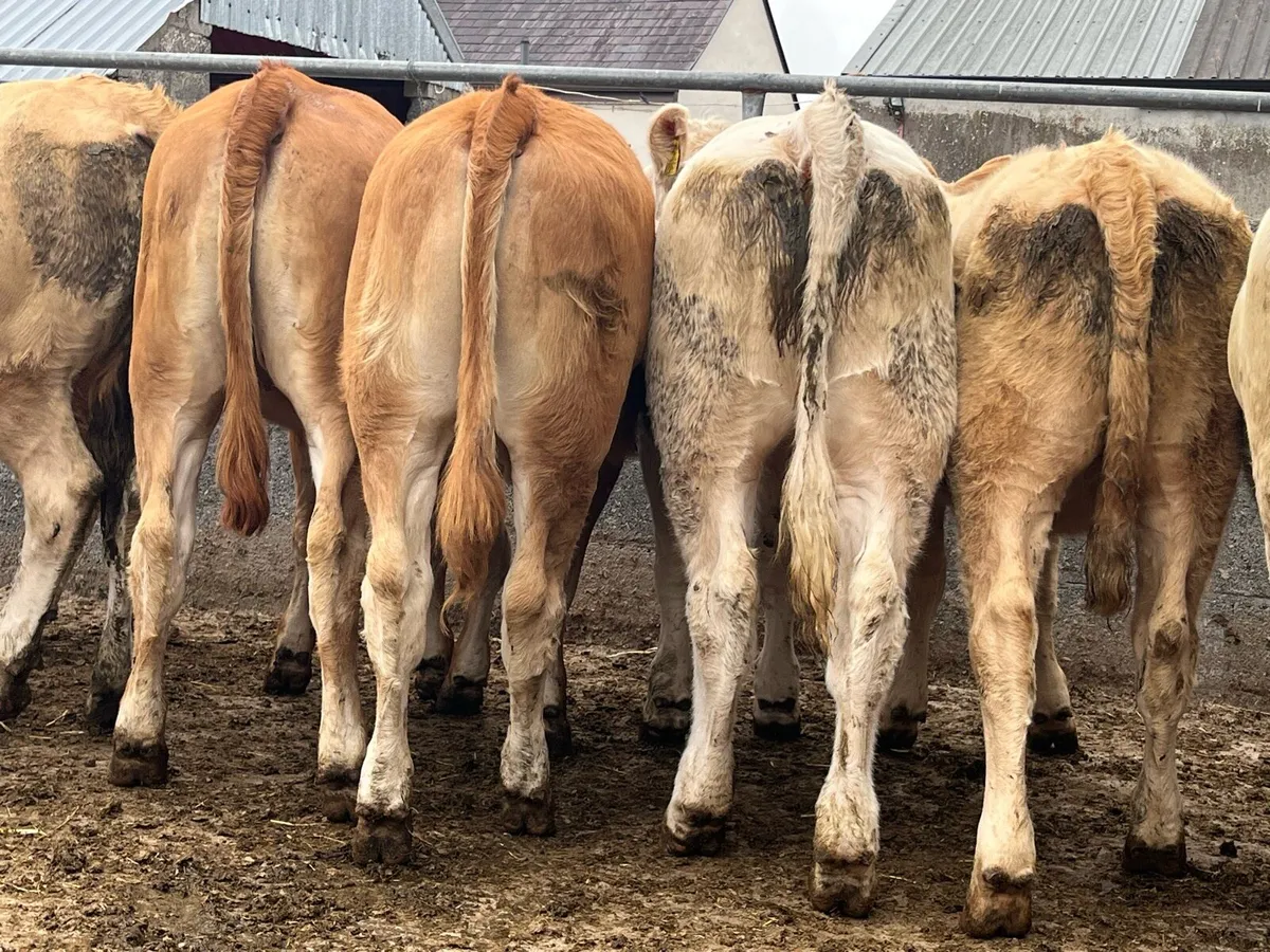 10 Charolais & Limousin Heifers - Image 2