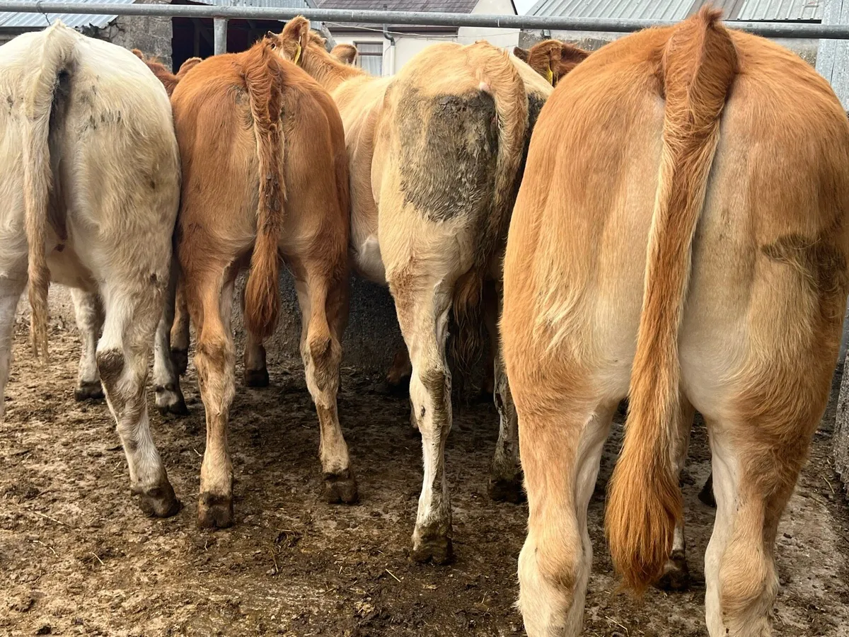 10 Charolais & Limousin Heifers - Image 3
