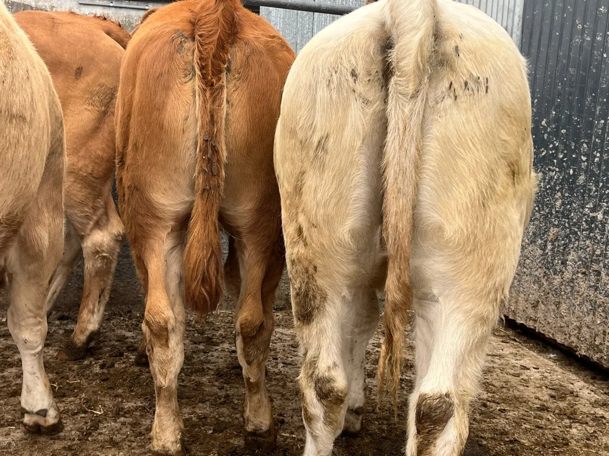 10 Charolais & Limousin Heifers - Image 4