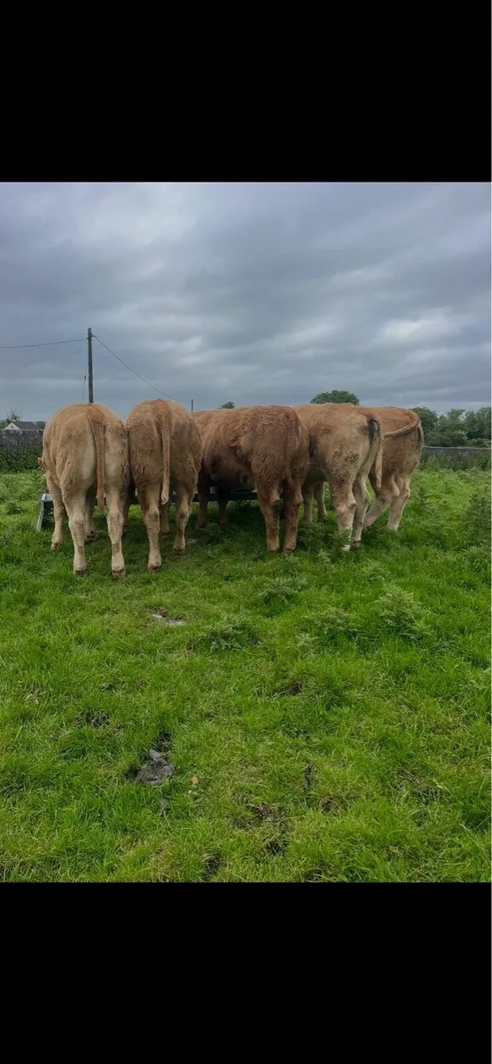 Weanling heifers - Image 1