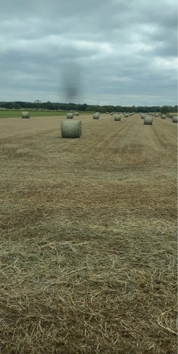 Top quality Hay - Image 2