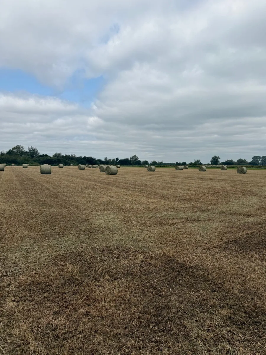 Top quality Hay - Image 1