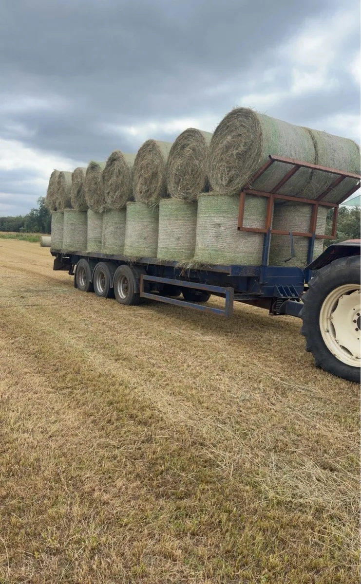 Top quality Hay - Image 4