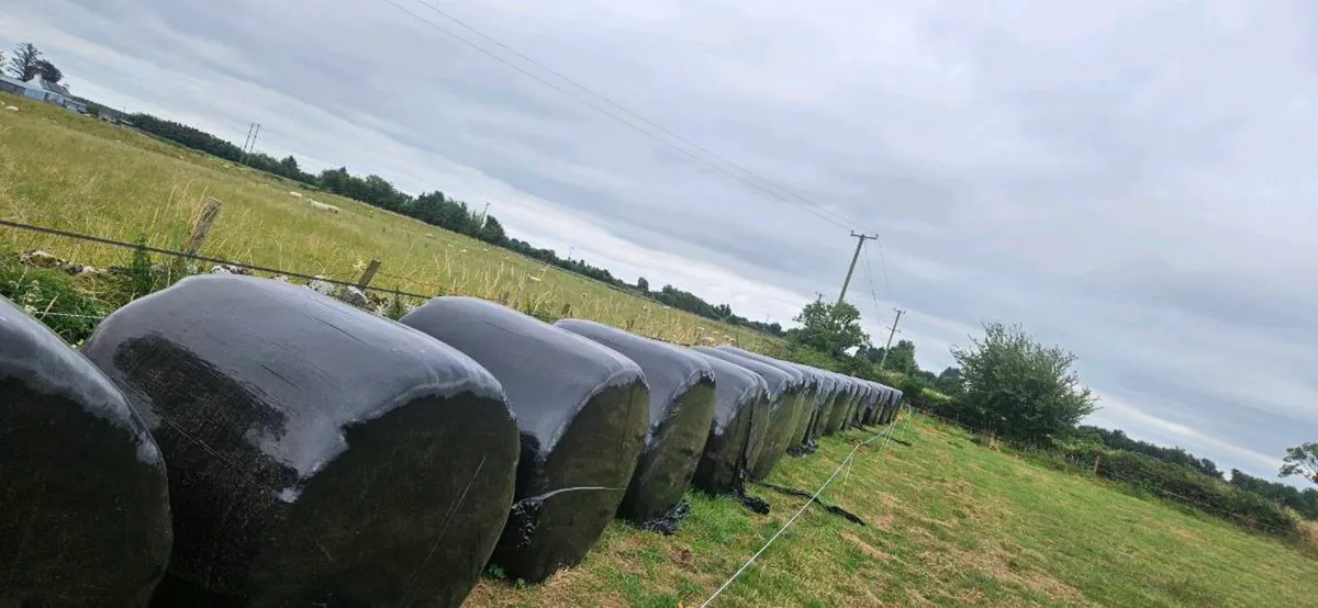 Haylage - Image 1