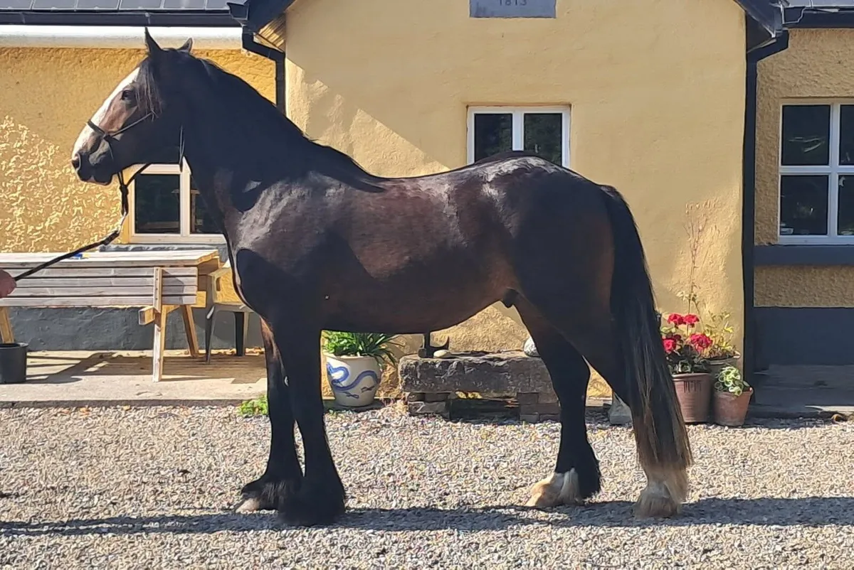 3 yr old cob 15.1h - Image 1