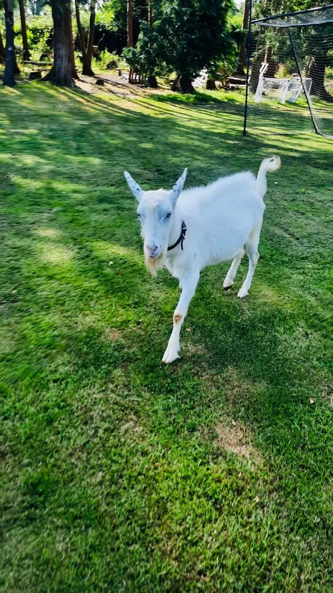 Goat - Image 1