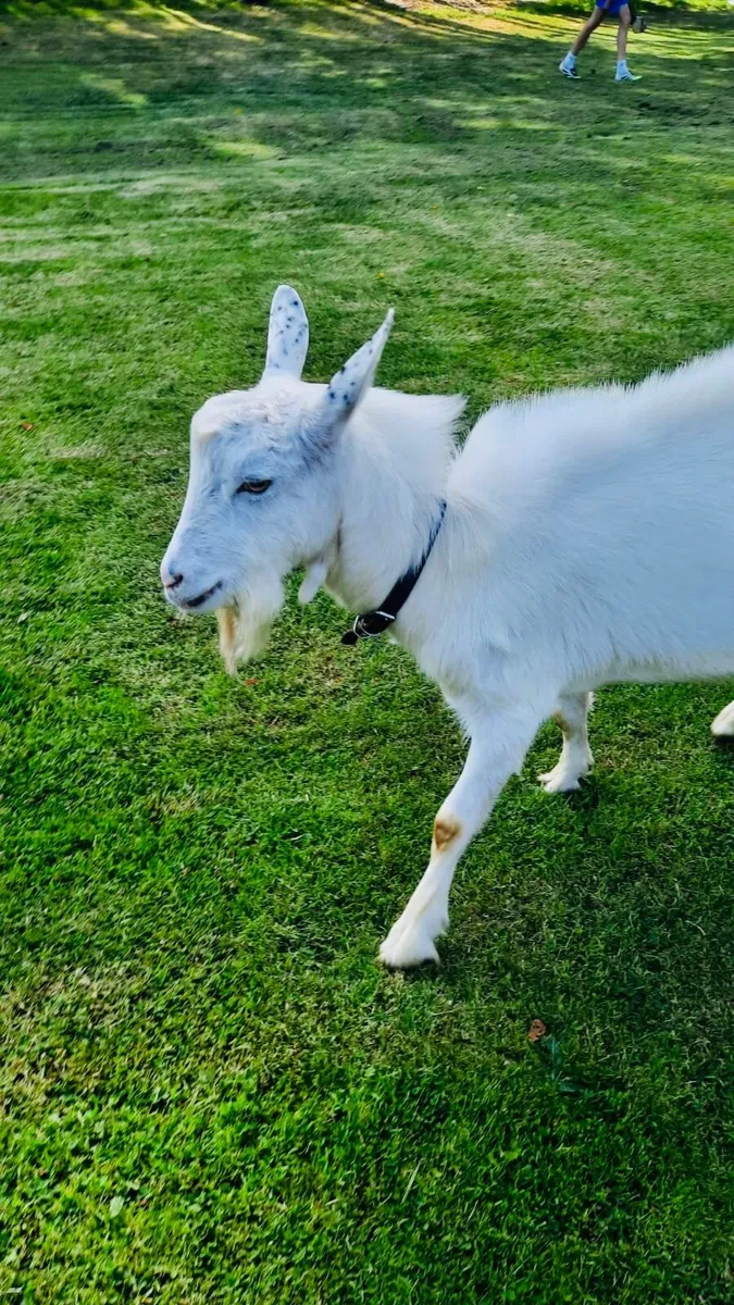 Goat - Image 2