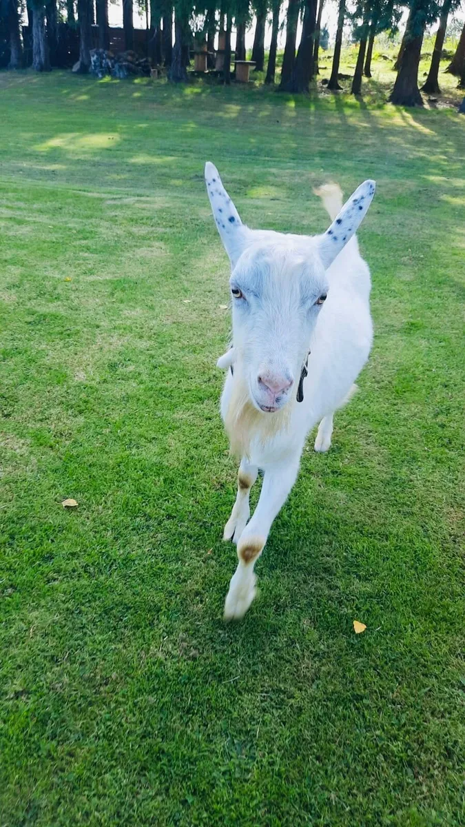 Goat - Image 4