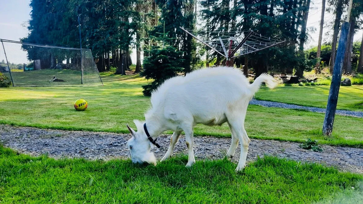 Goat - Image 3